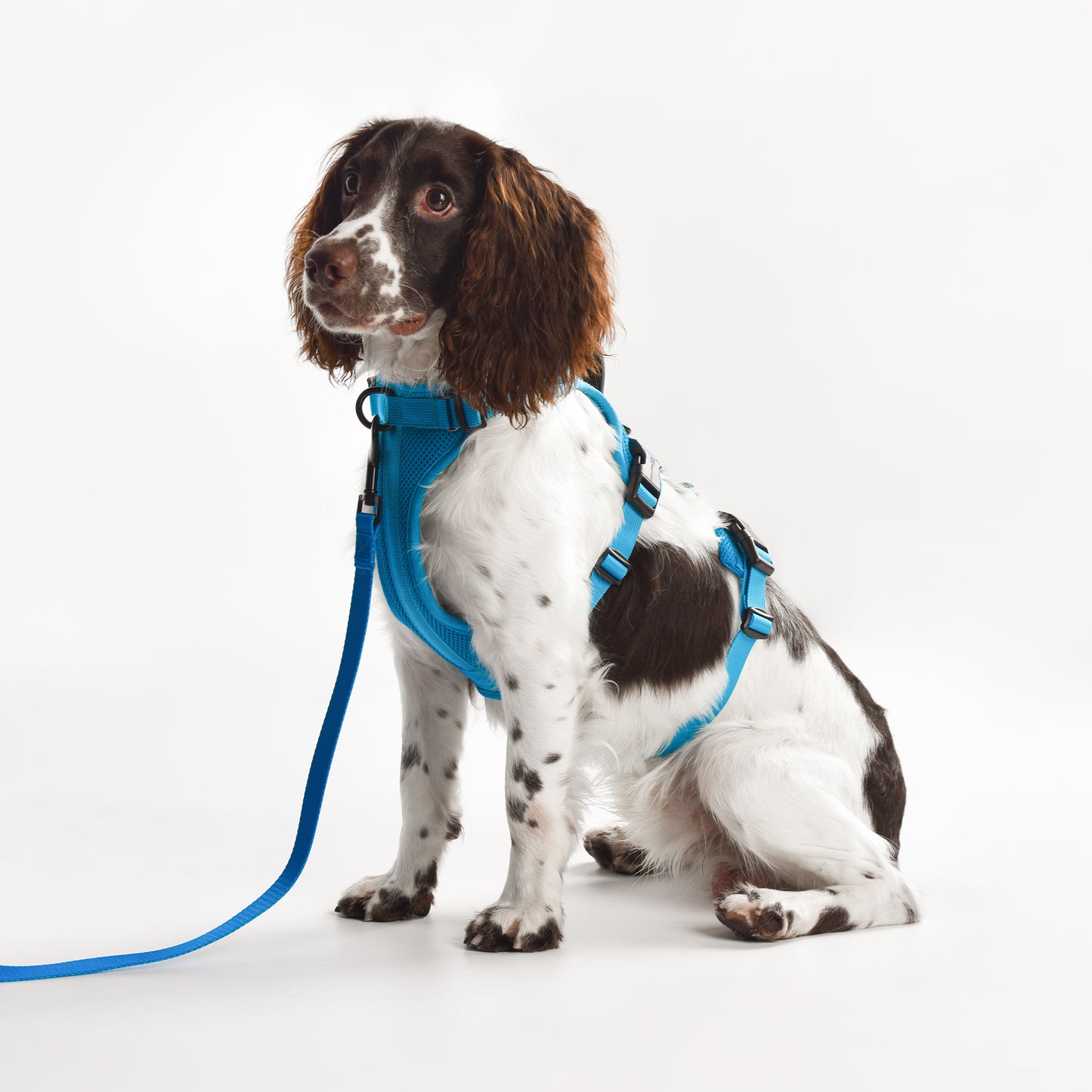 Adventure 2-in-1 safety harness - padded, blue