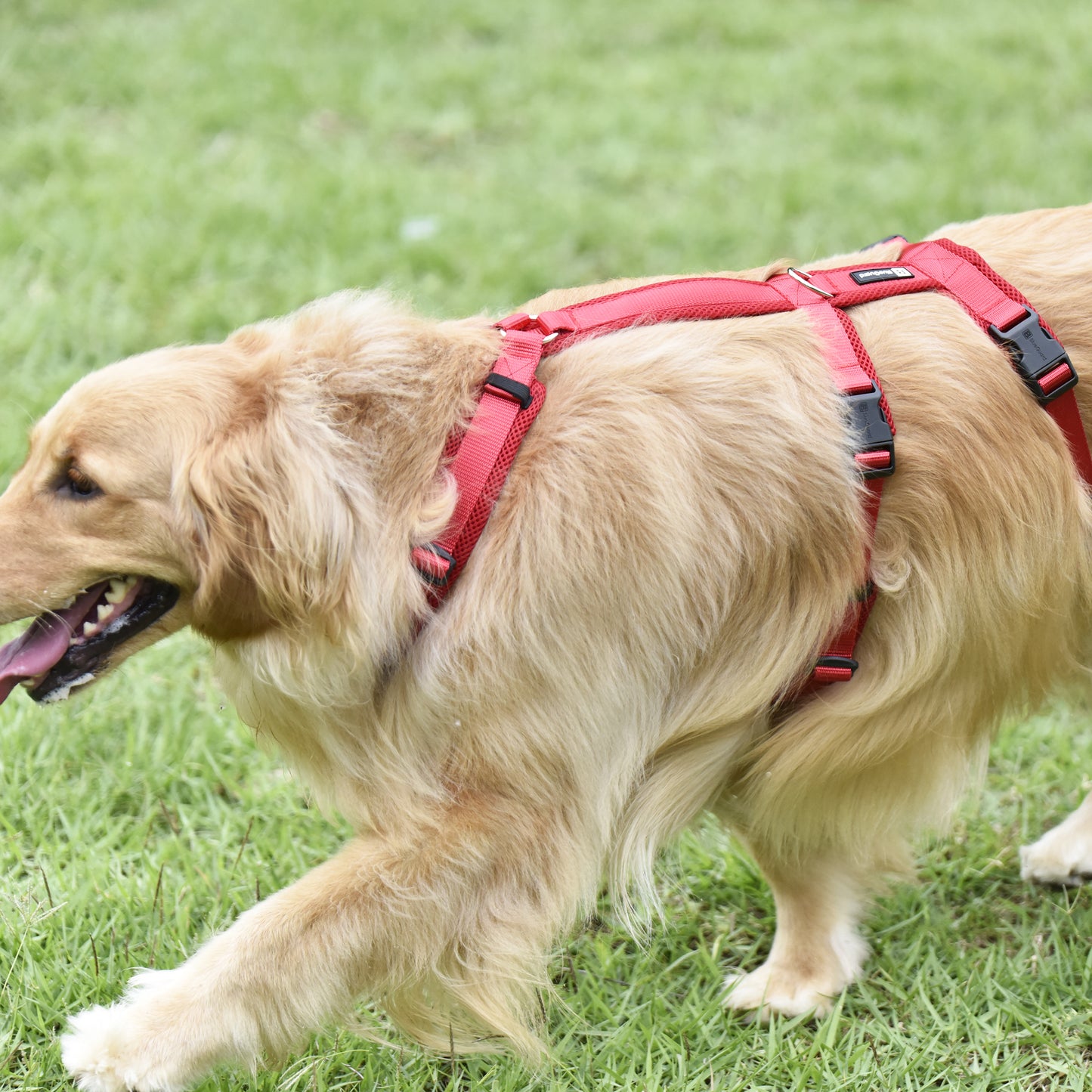 Airmesh safety harness - padded