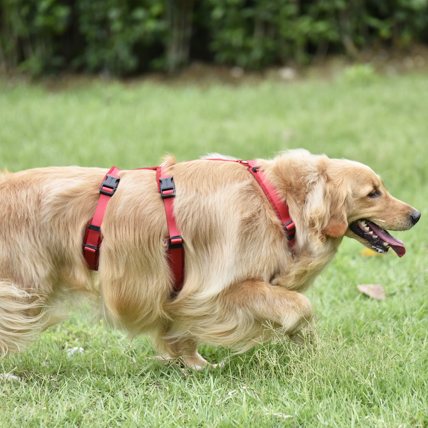 Airmesh safety harness - padded