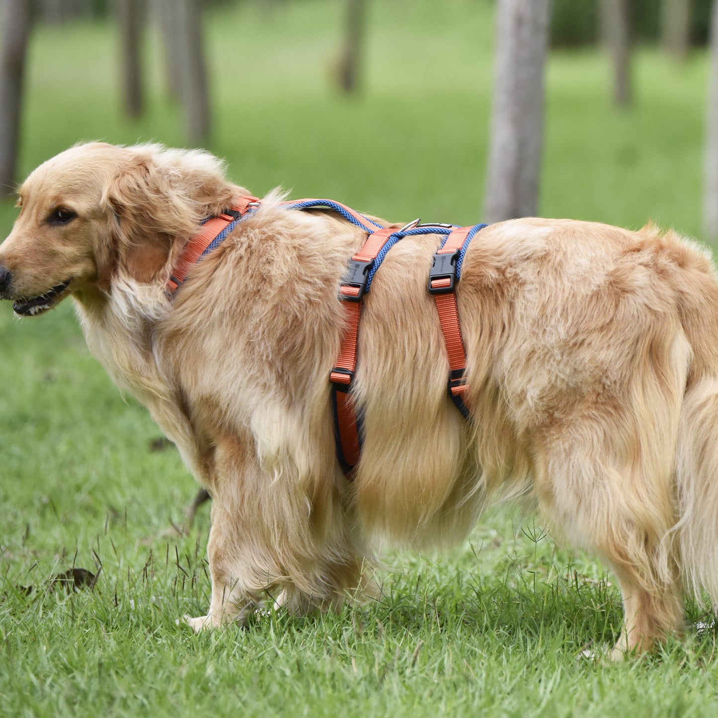 Airmesh safety harness - padded