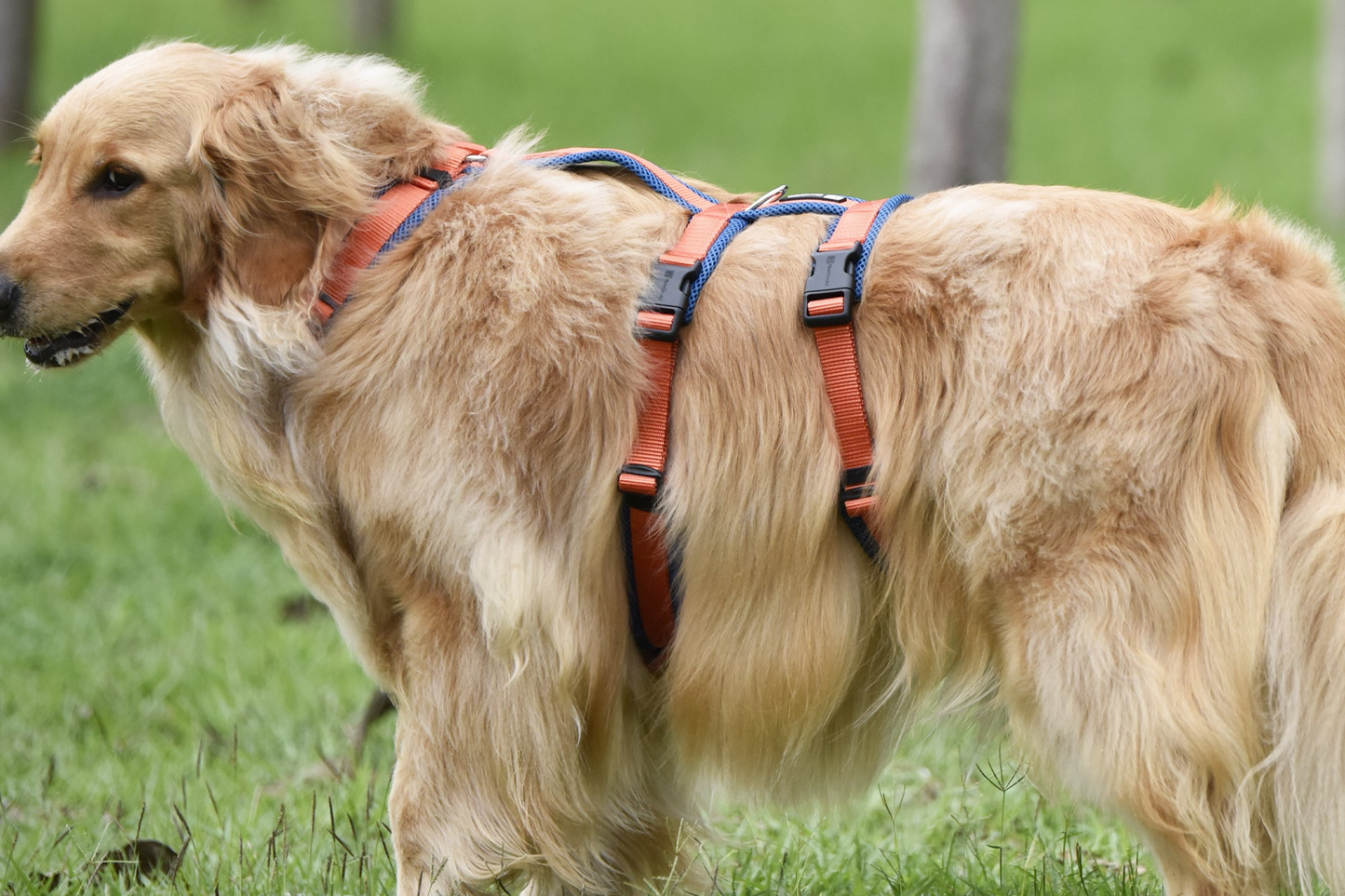 Airmesh safety harness - padded