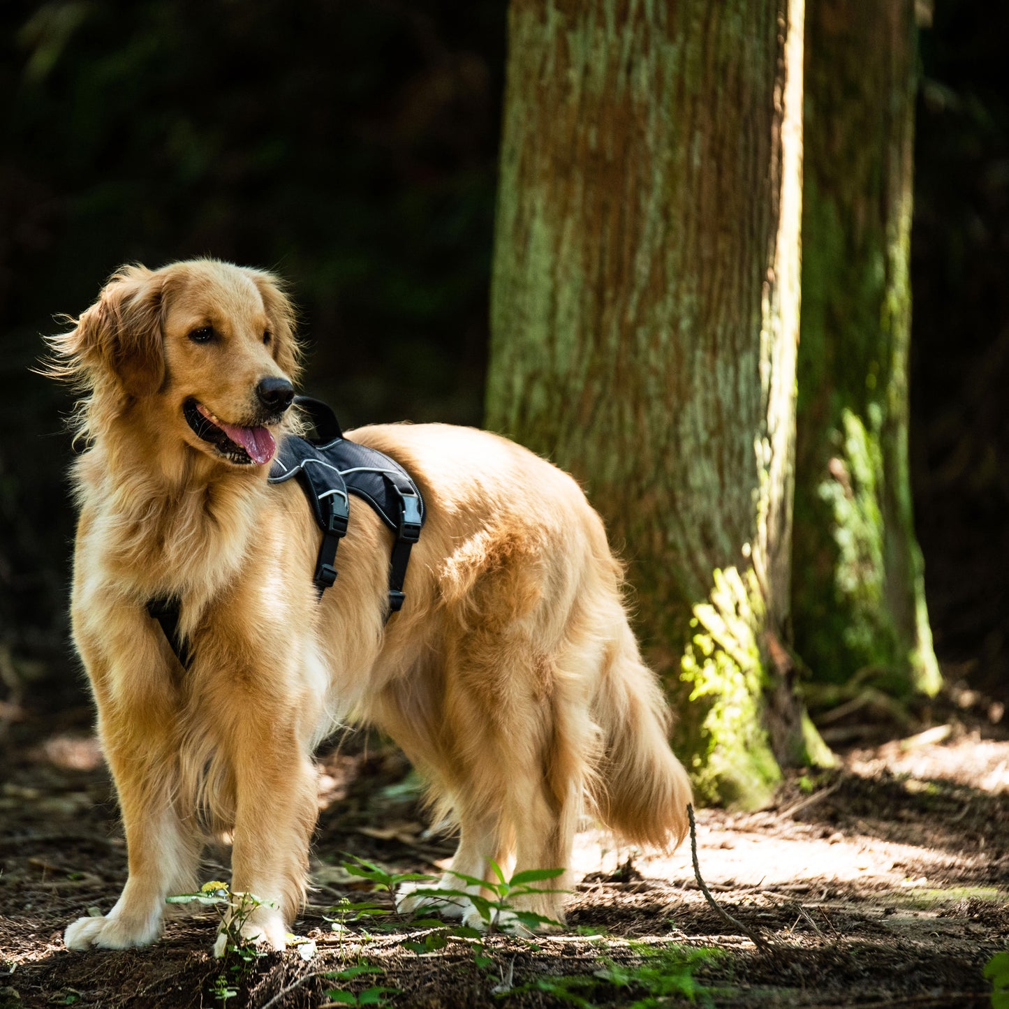 Safe & Soft safety harness - padded, black