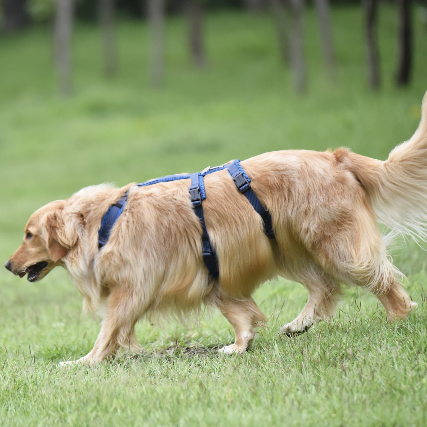 Airmesh safety harness - padded