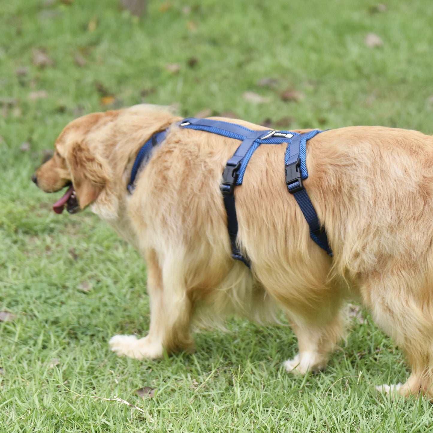 Airmesh safety harness - padded