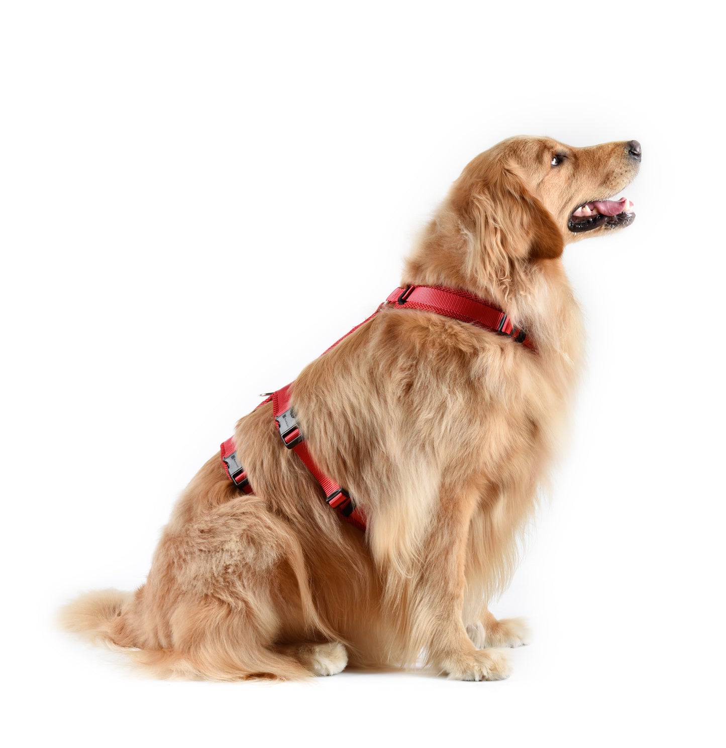 Airmesh safety harness - padded