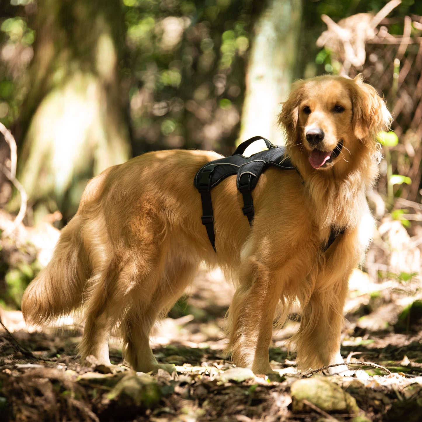 Safe & Soft safety harness - padded, black