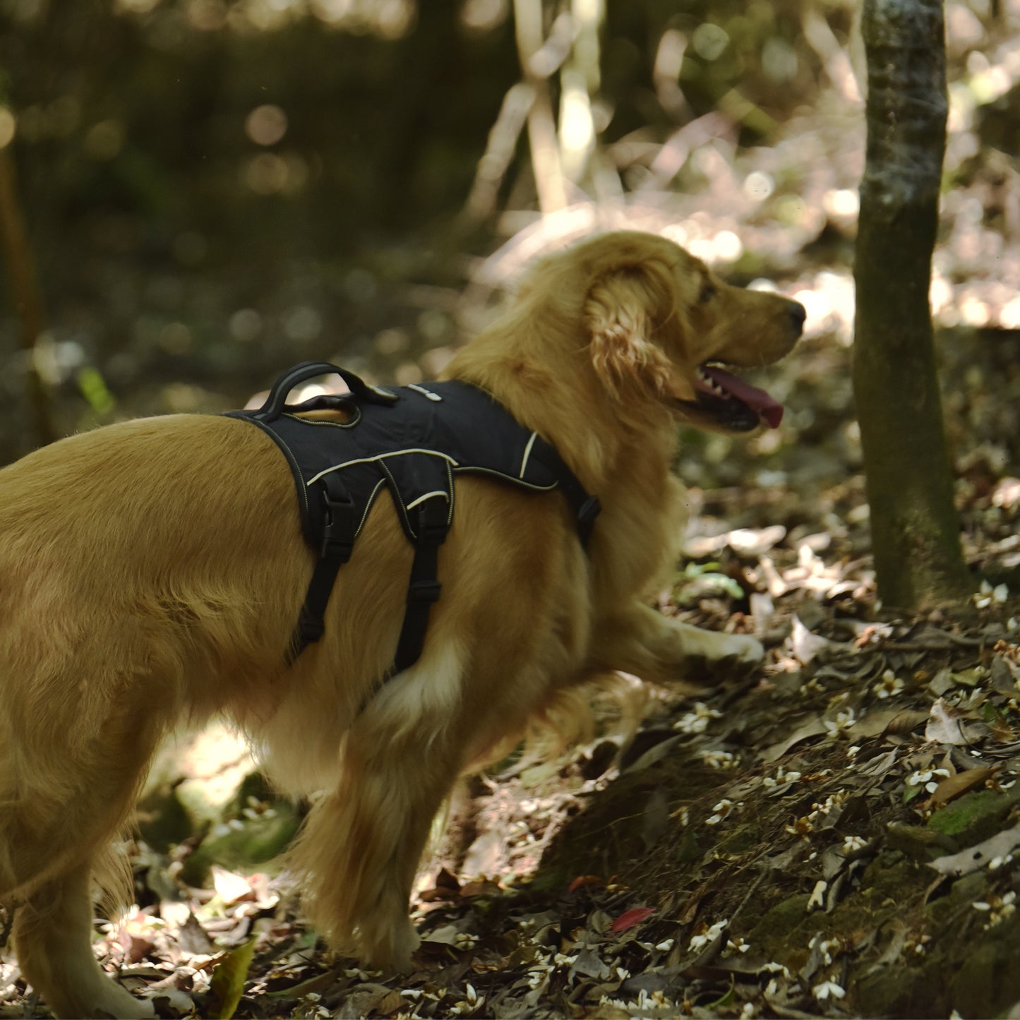 Safe & Soft safety harness - padded, black