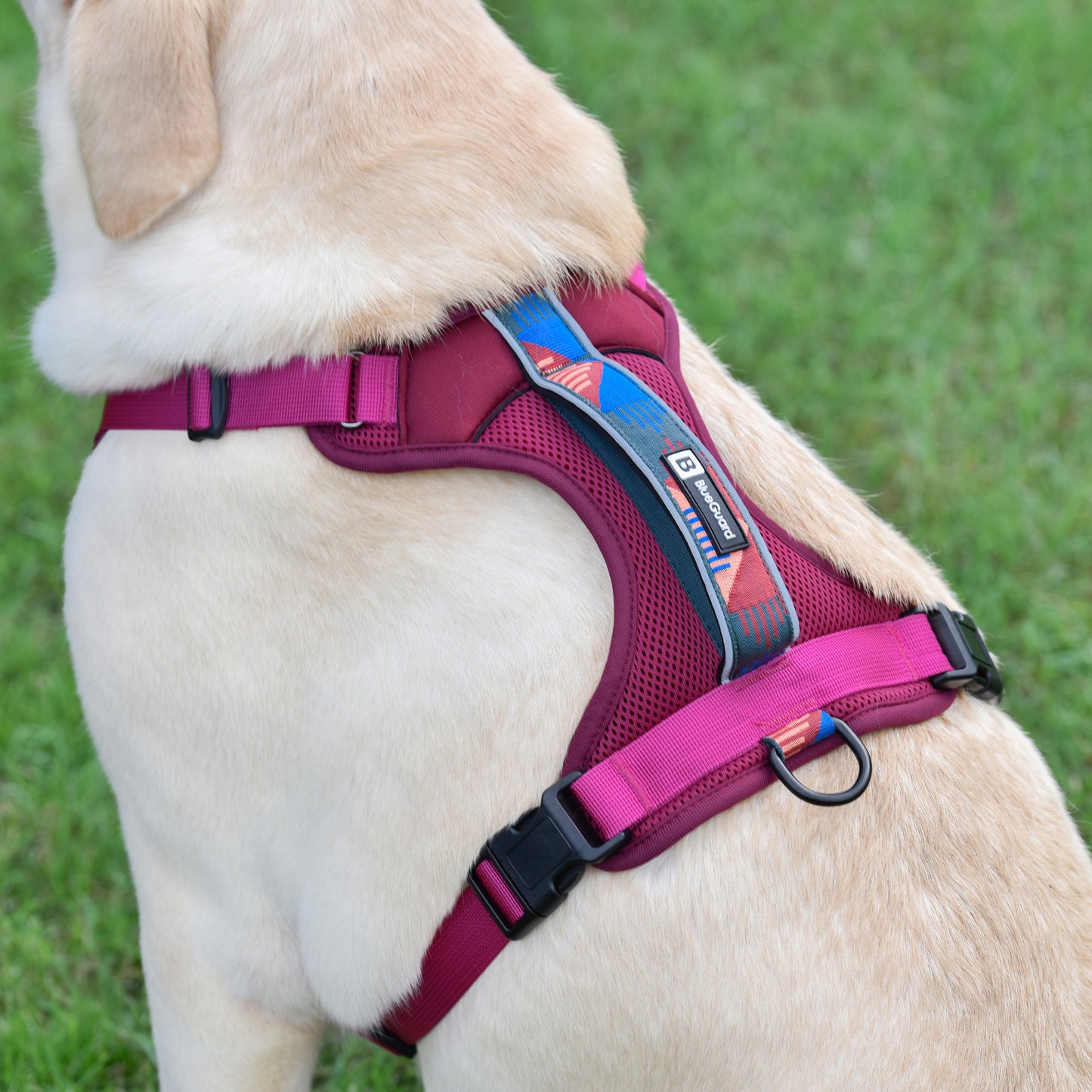 Explorer harness - padded, berry