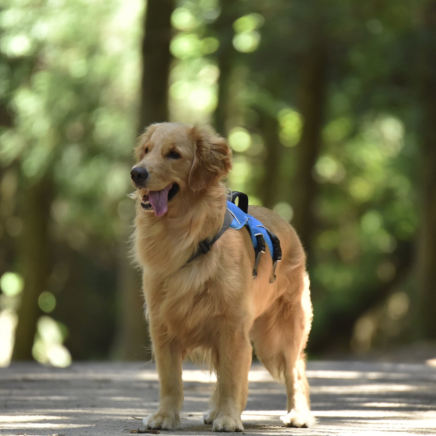 Safe & Soft safety harness - padded, blue