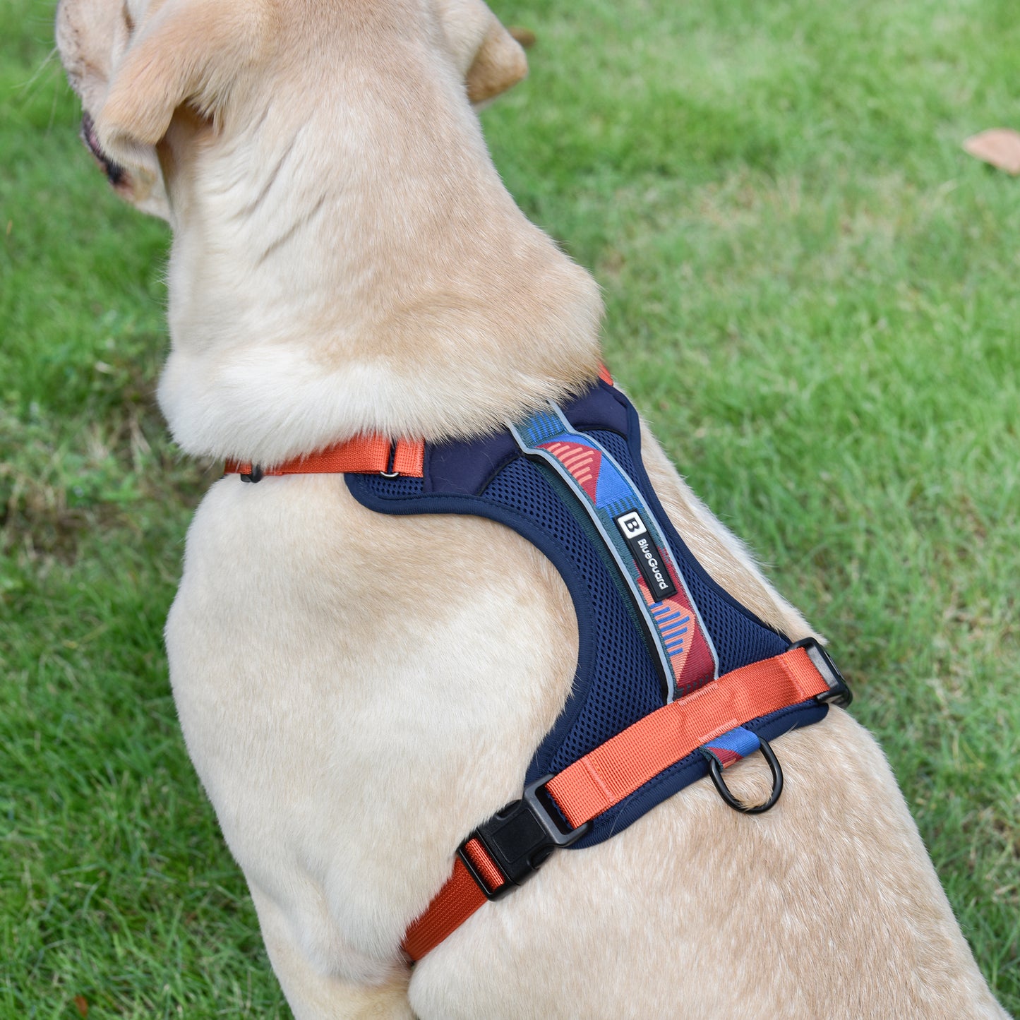 Explorer chest harness - padded, blue