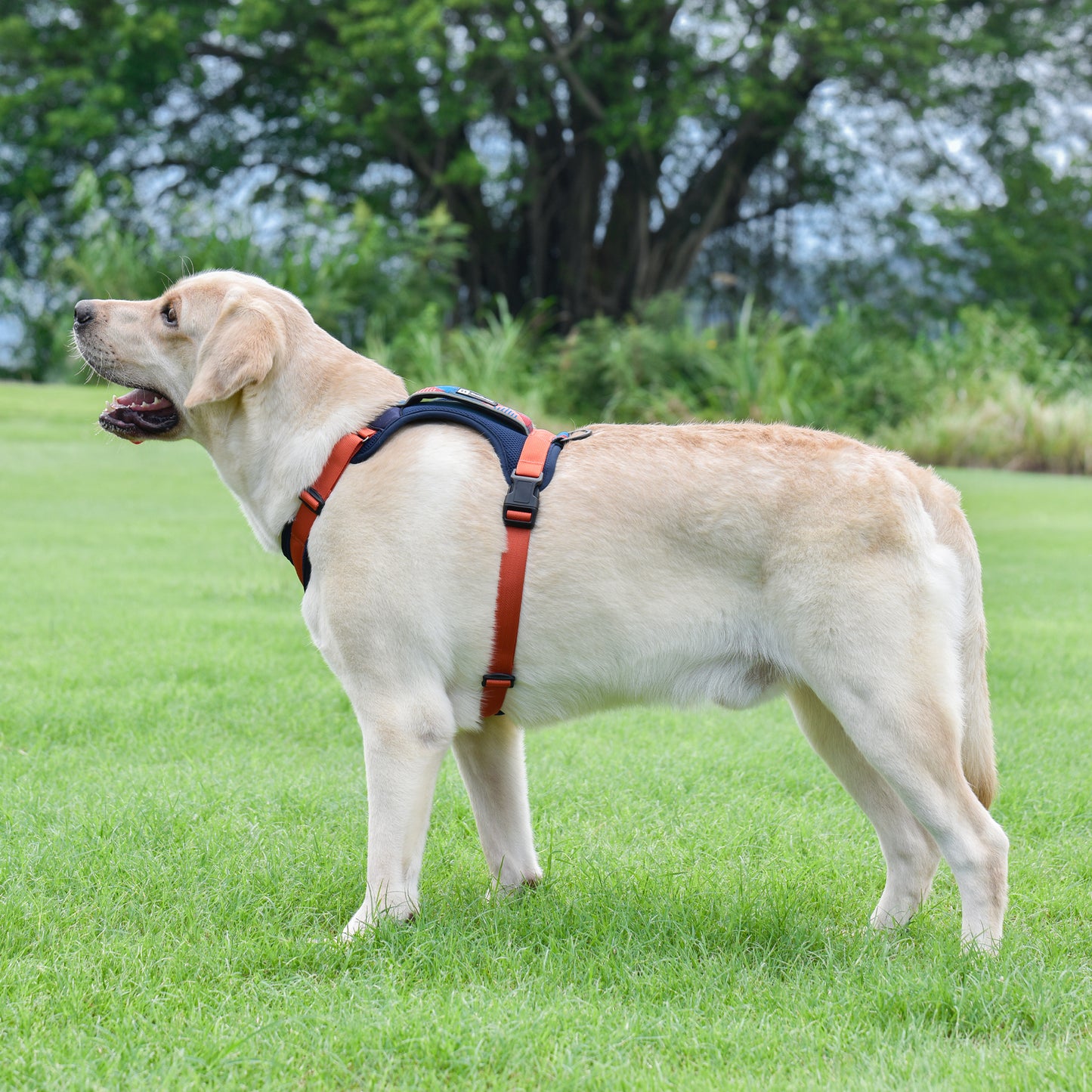 Explorer chest harness - padded, blue