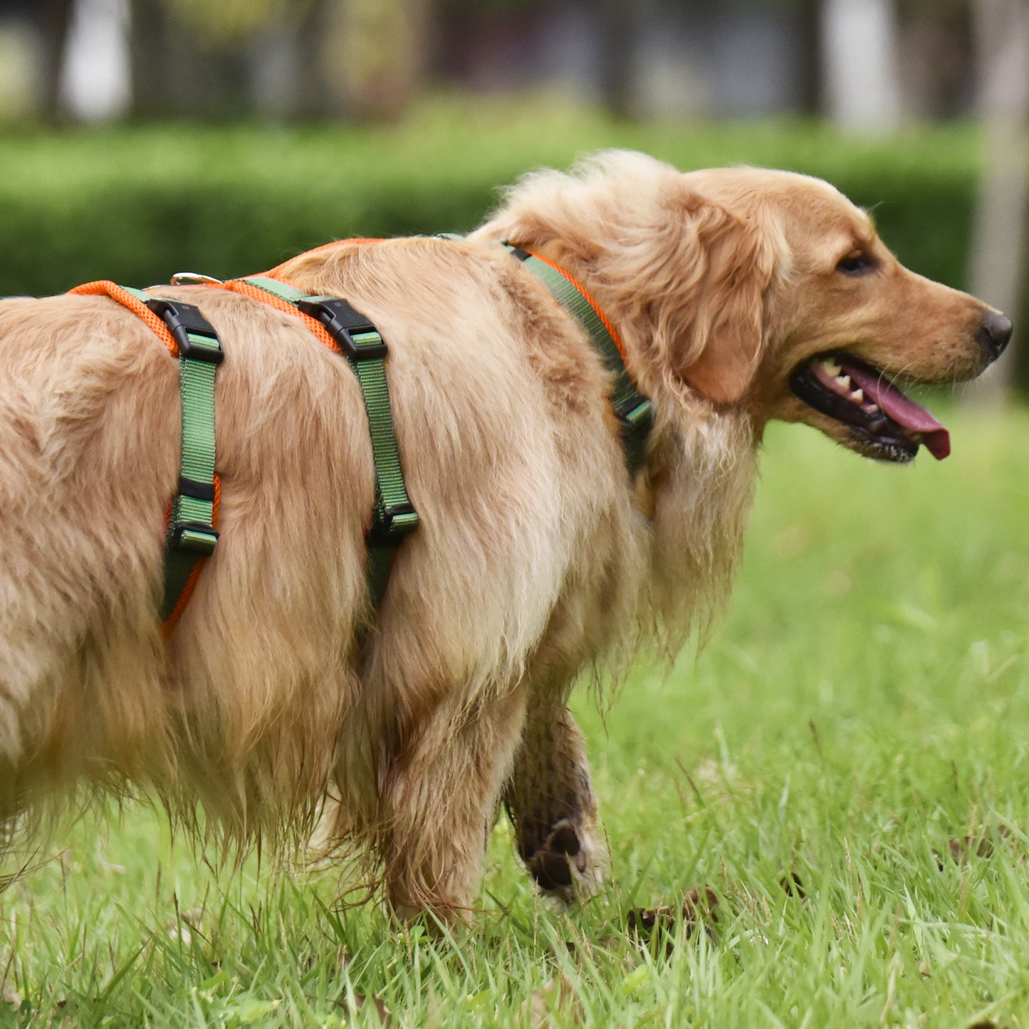 Airmesh safety harness - padded
