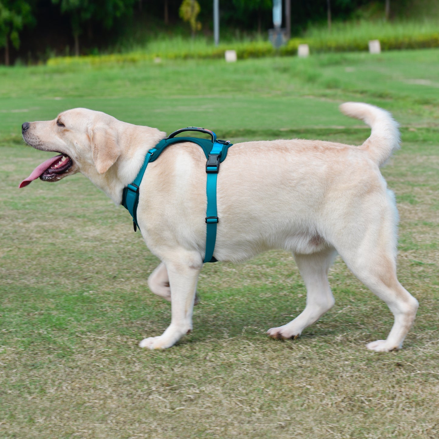 Explorer harness - padded, green-turquoise