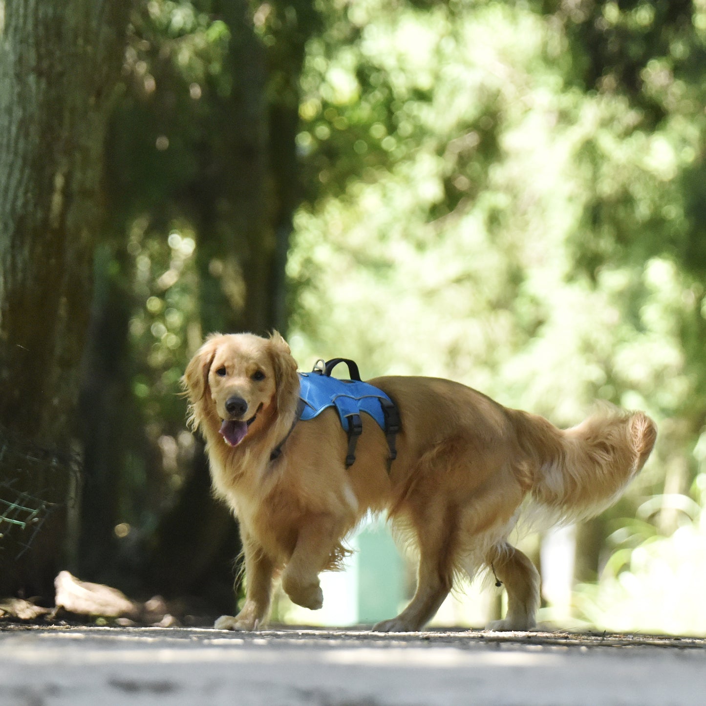 Safe & Soft safety harness - padded, blue