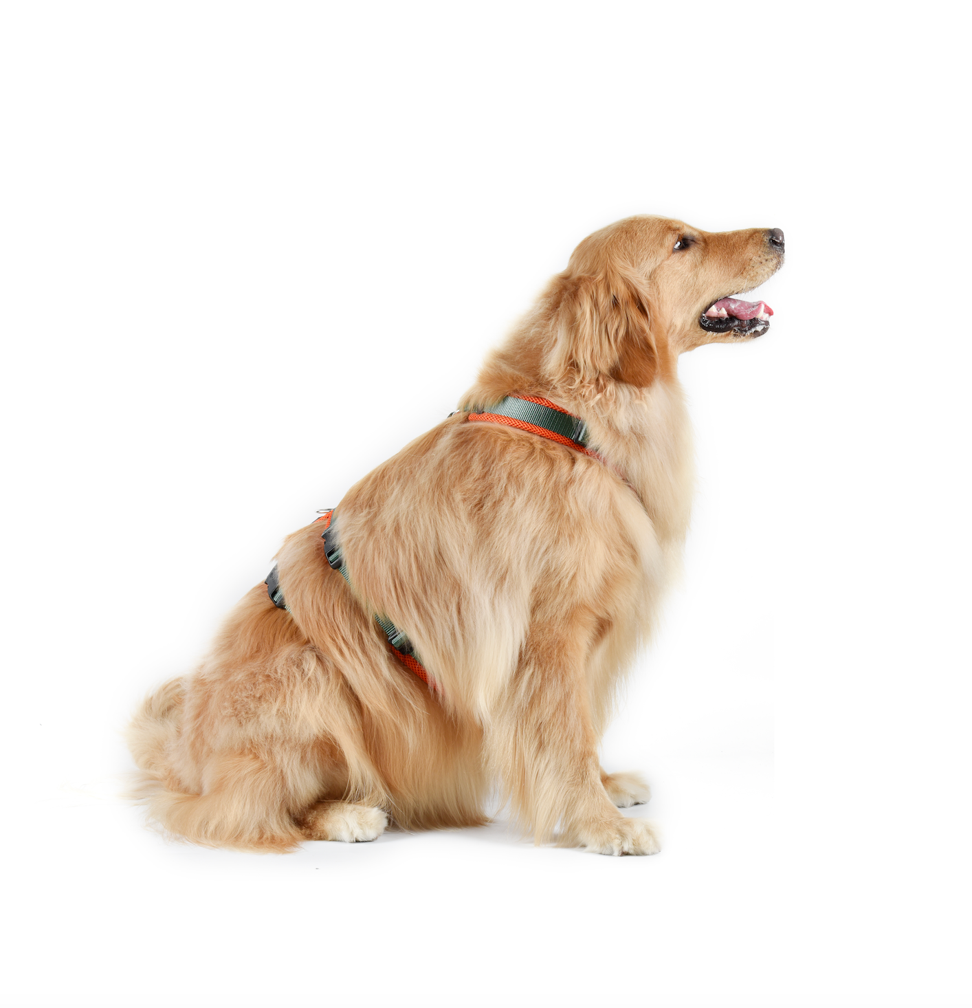 Airmesh safety harness - padded