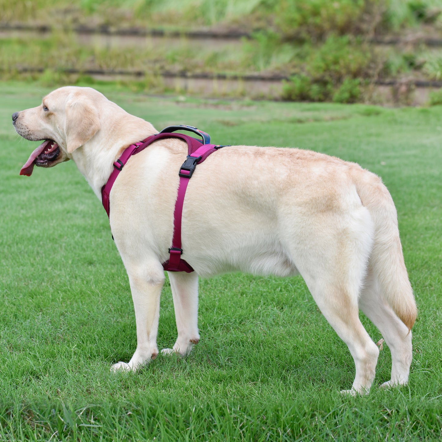 Explorer harness - padded, berry